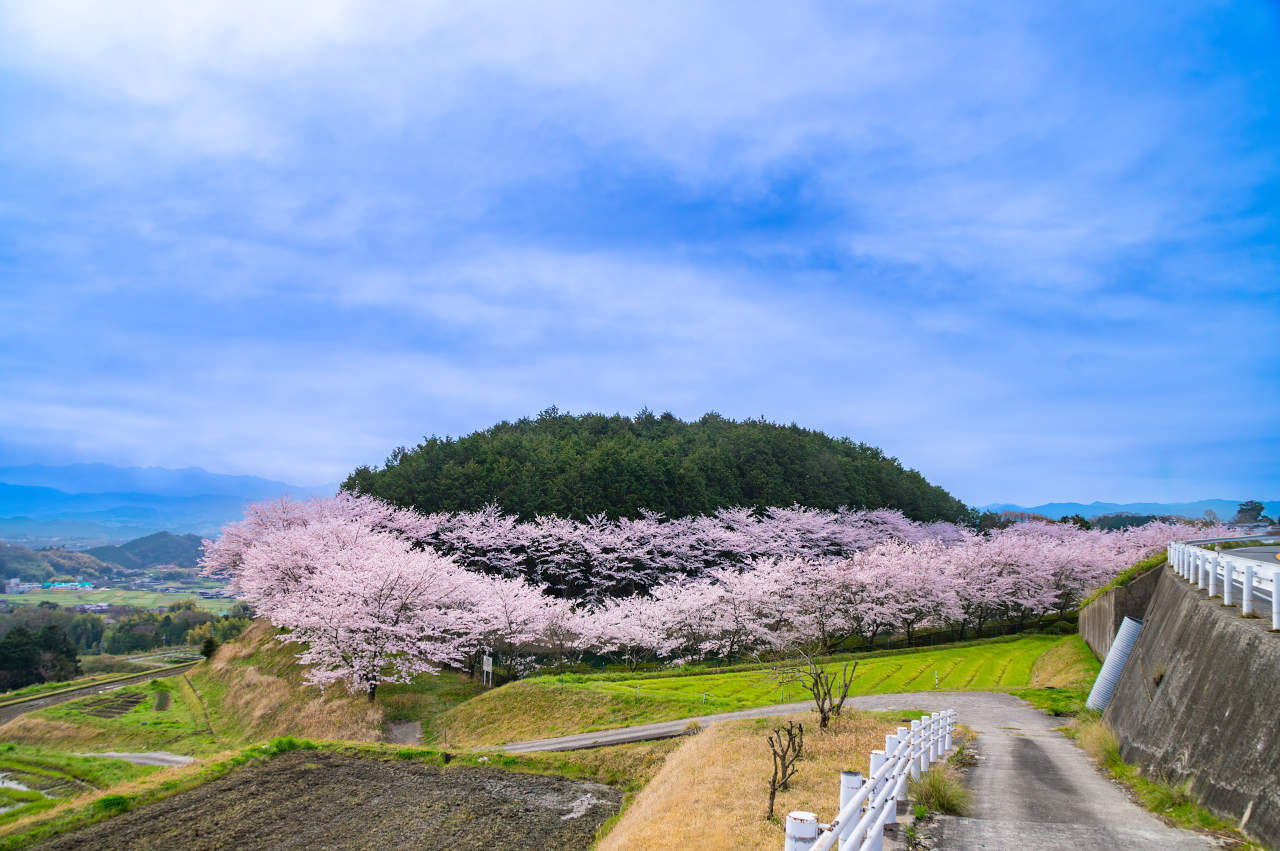 奈良県御所市の別所池の桜