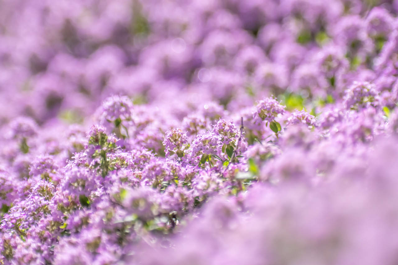 和歌山県植物公園 緑花センター