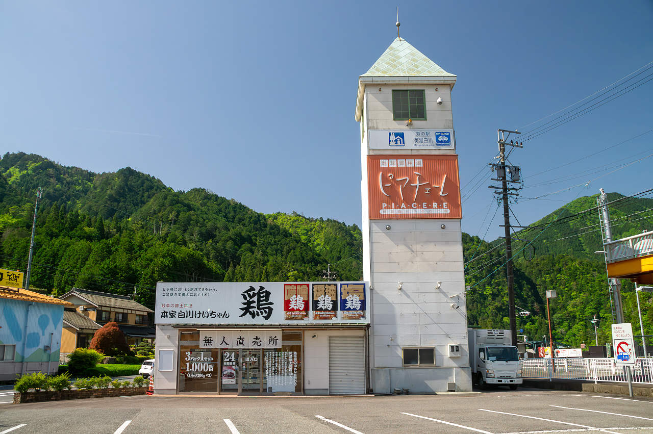 美濃白川の新茶