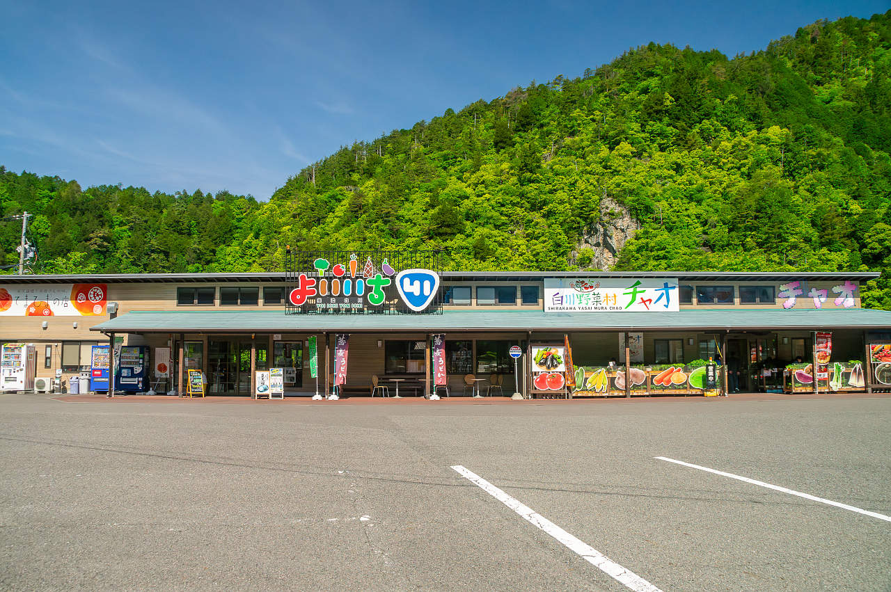 美濃白川の新茶