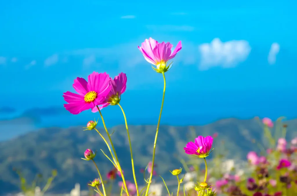 鷲ヶ峰コスモスパーク