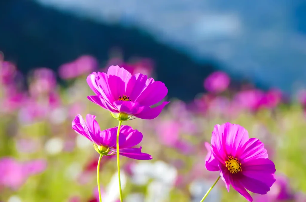 鷲ヶ峰コスモスパーク