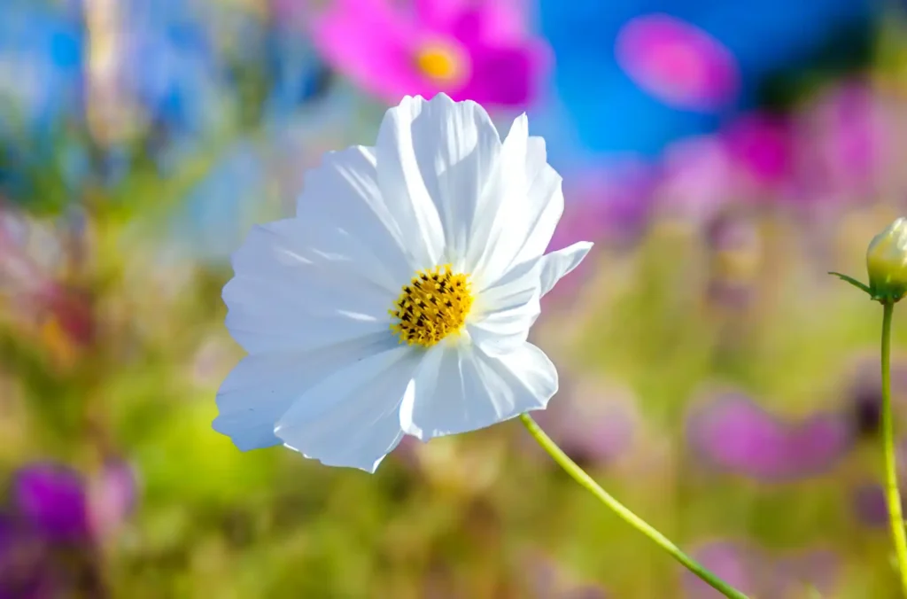 鷲ヶ峰コスモスパーク