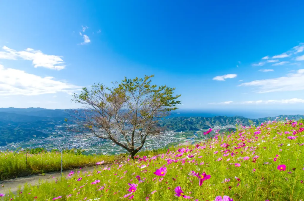 鷲ヶ峰コスモスパーク