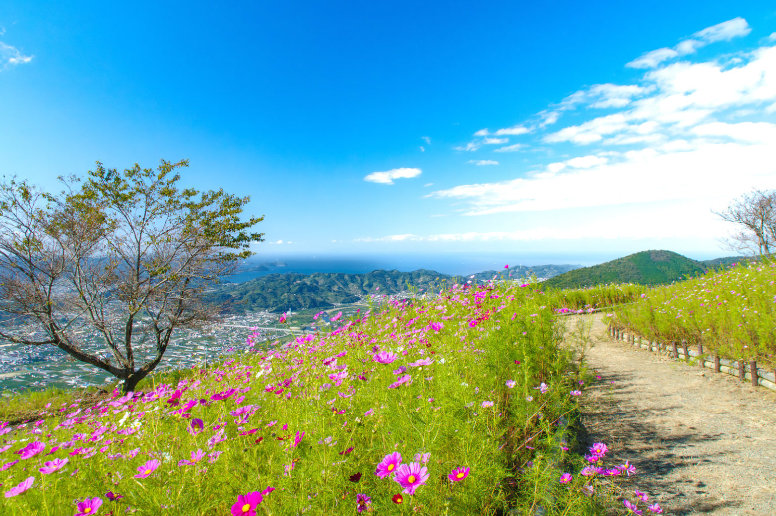 鷲ヶ峰コスモスパーク