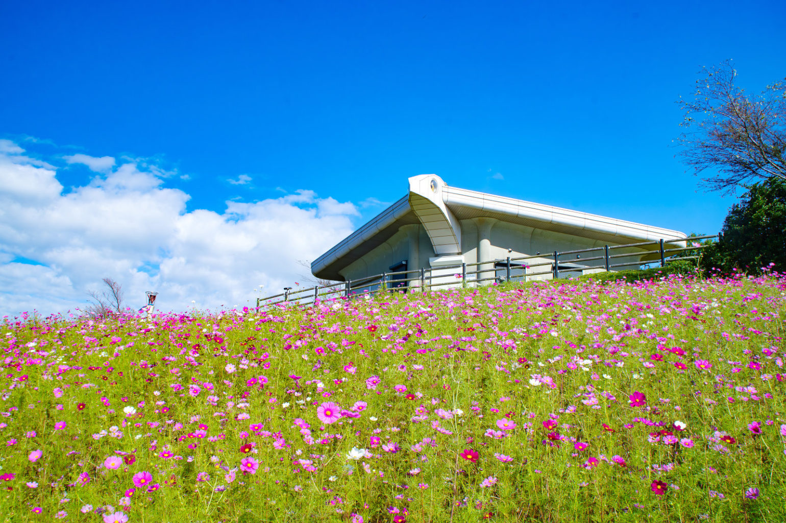 鷲ヶ峰コスモスパーク