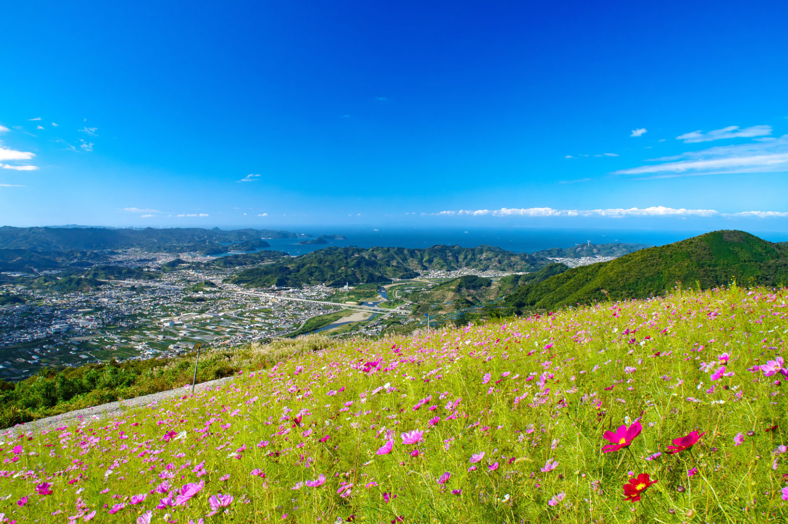鷲ヶ峰コスモスパーク