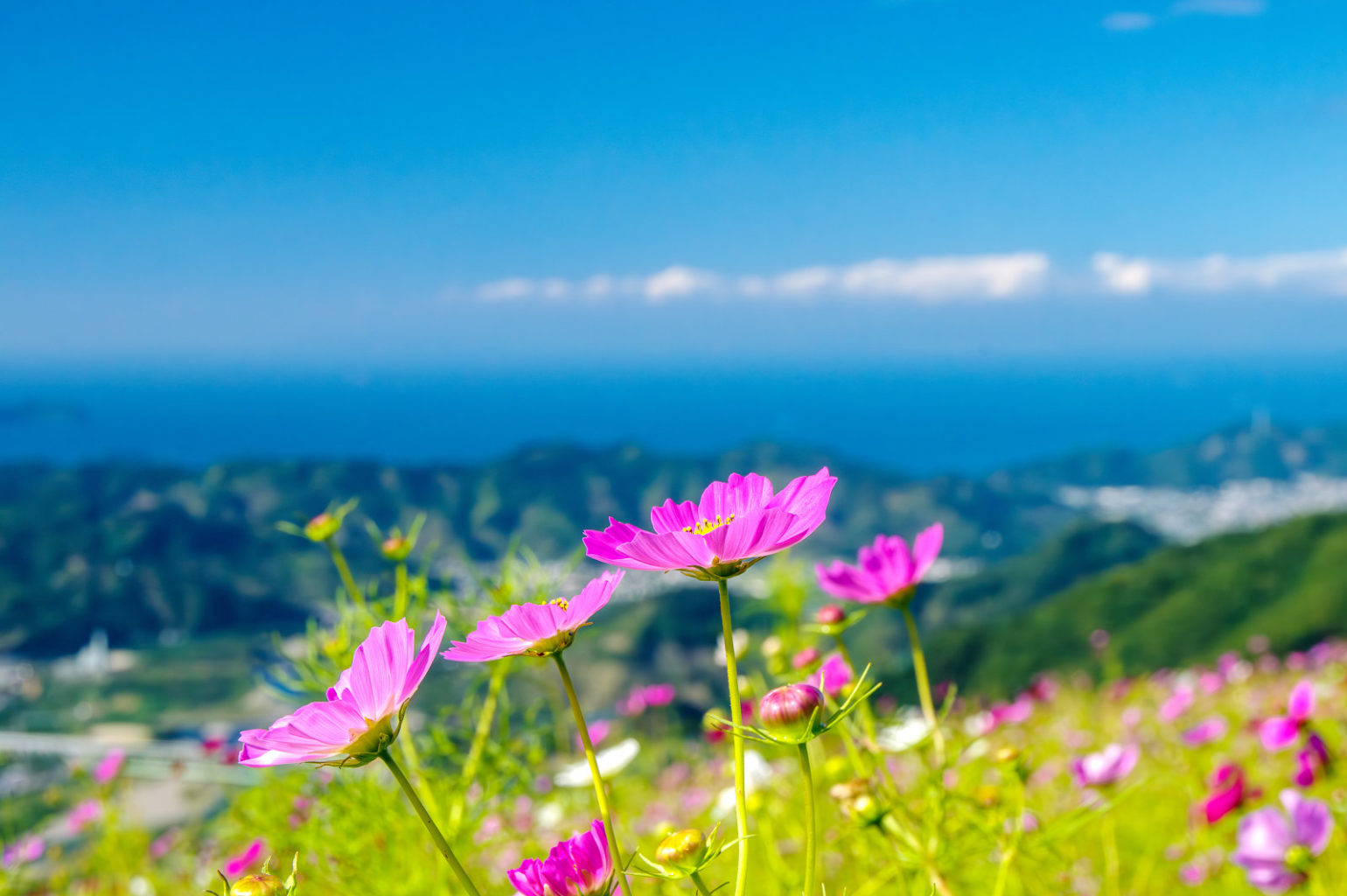 鷲ヶ峰コスモスパーク