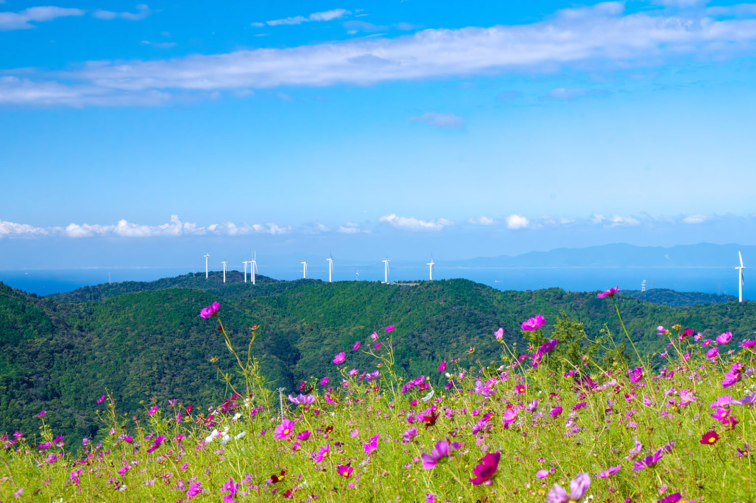 鷲ヶ峰コスモスパーク