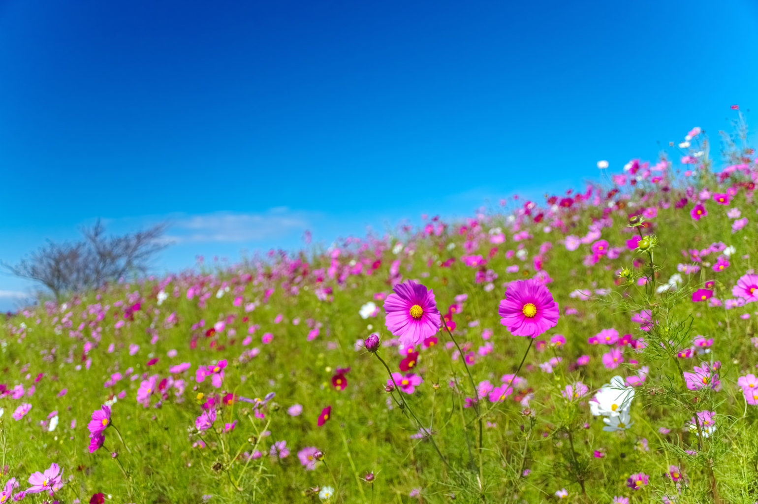 鷲ヶ峰コスモスパーク