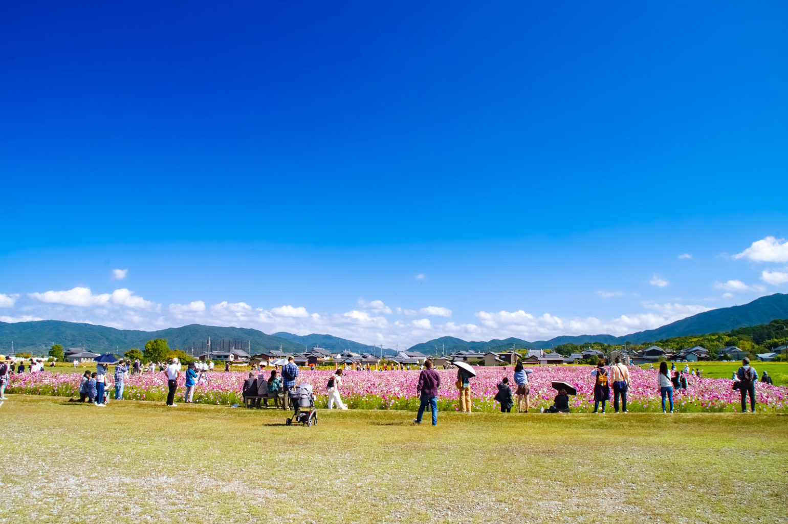 奈良県、藤原宮跡のコスモス