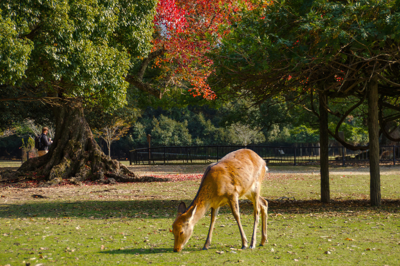 奈良公園の秋 2024
