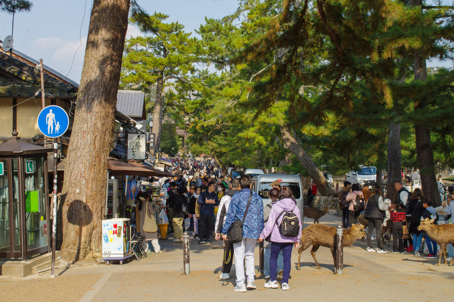 奈良公園の秋 2024