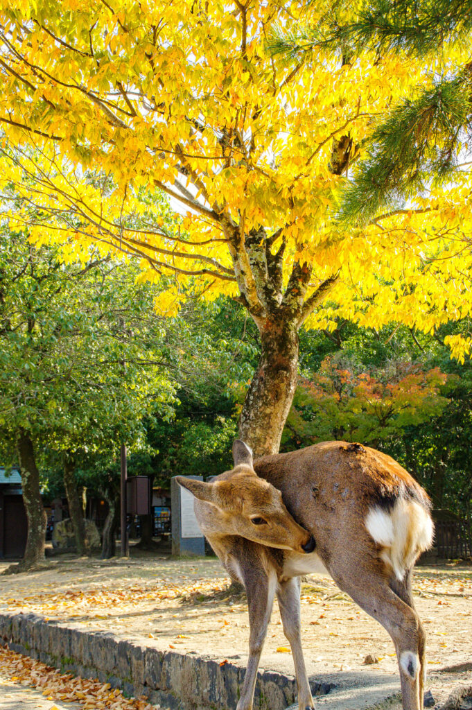 奈良公園の秋 2024