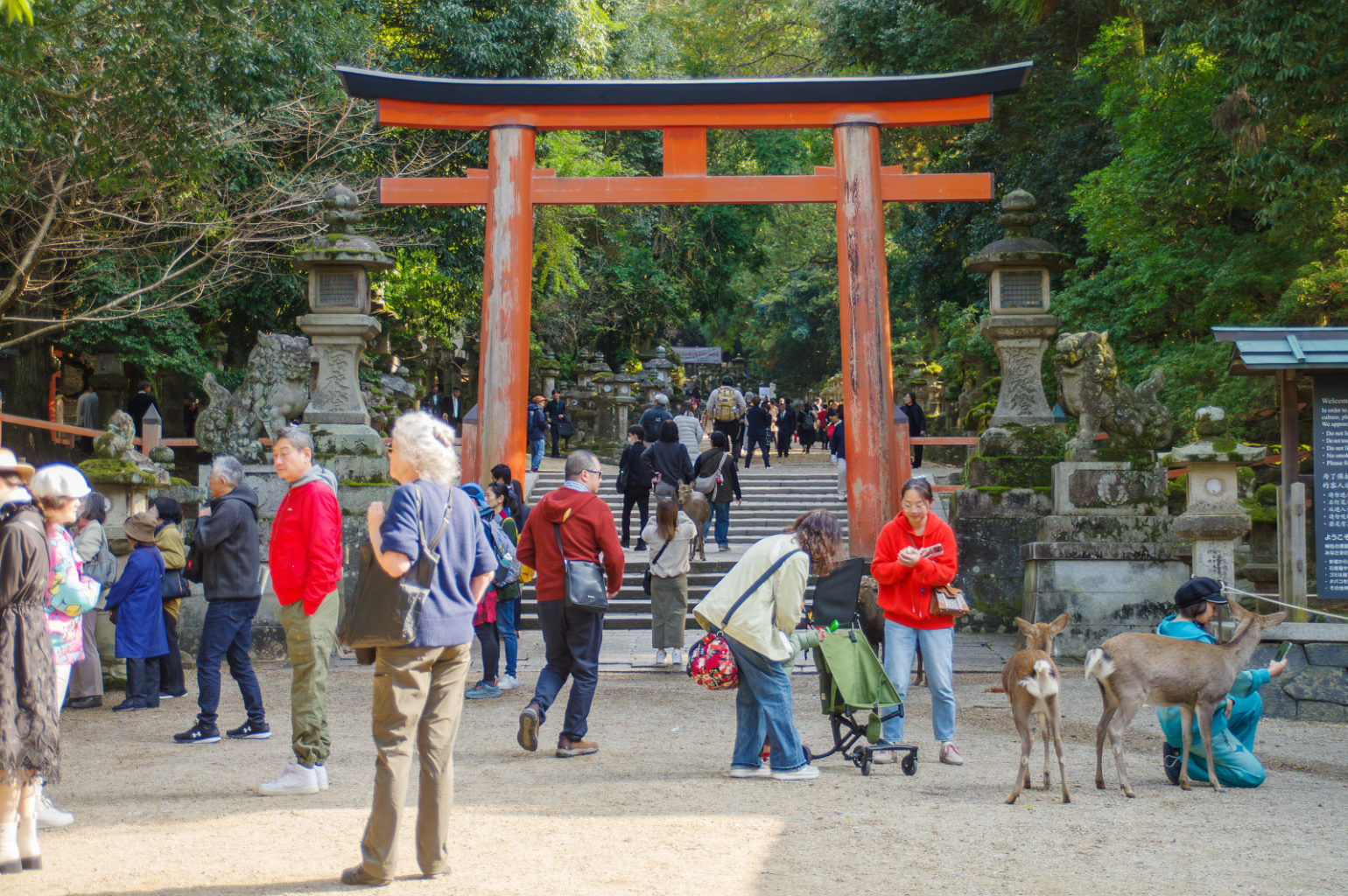 奈良公園の秋 2024