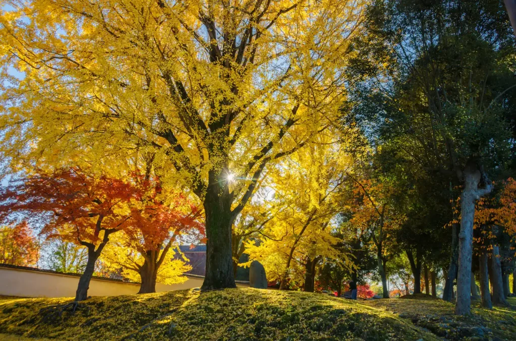 秋の奈良公園