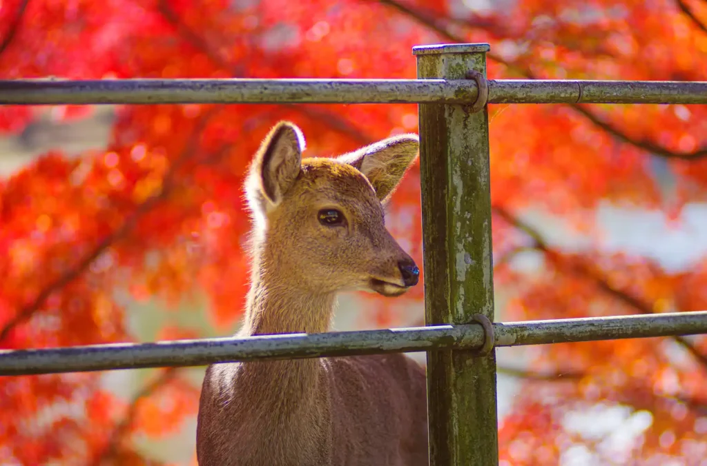 秋の奈良公園