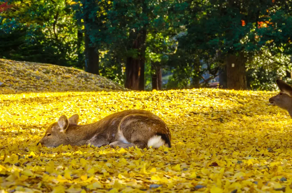 秋の奈良公園