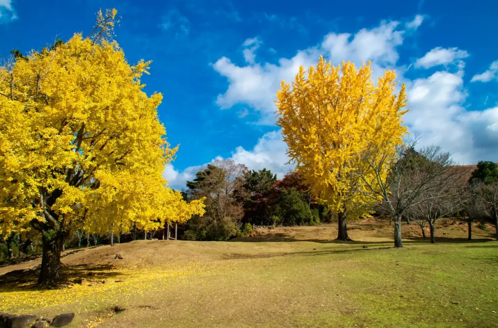 秋の奈良公園