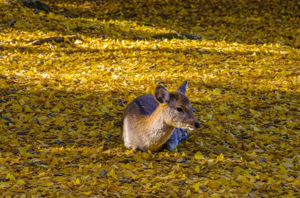 秋の奈良公園