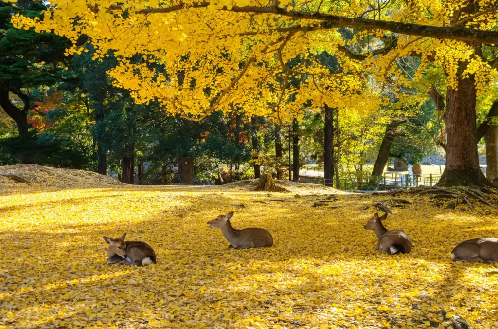 秋の奈良公園