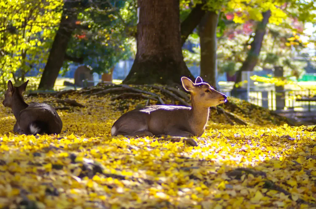 秋の奈良公園