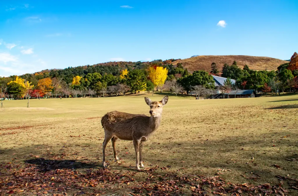 秋の奈良公園