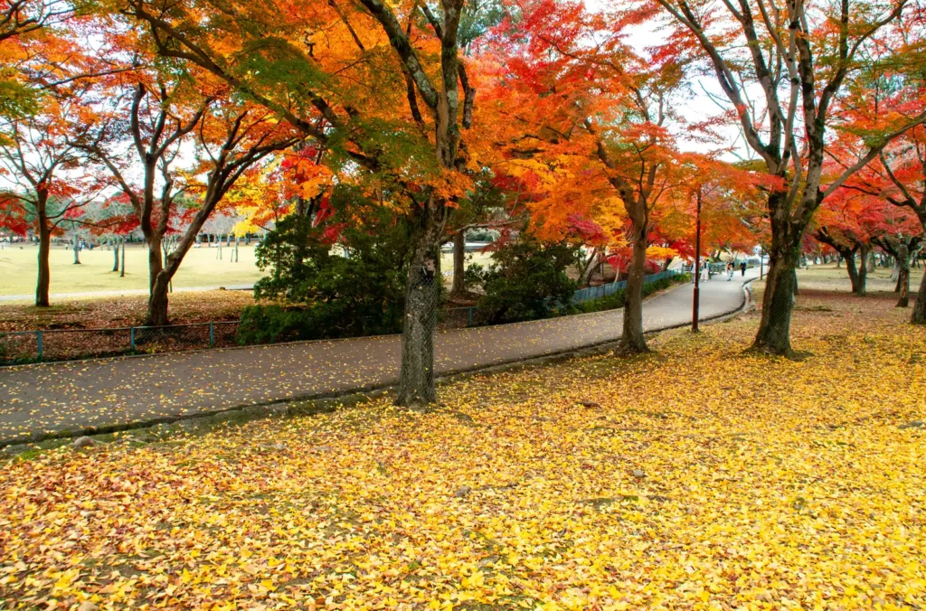 秋の奈良公園