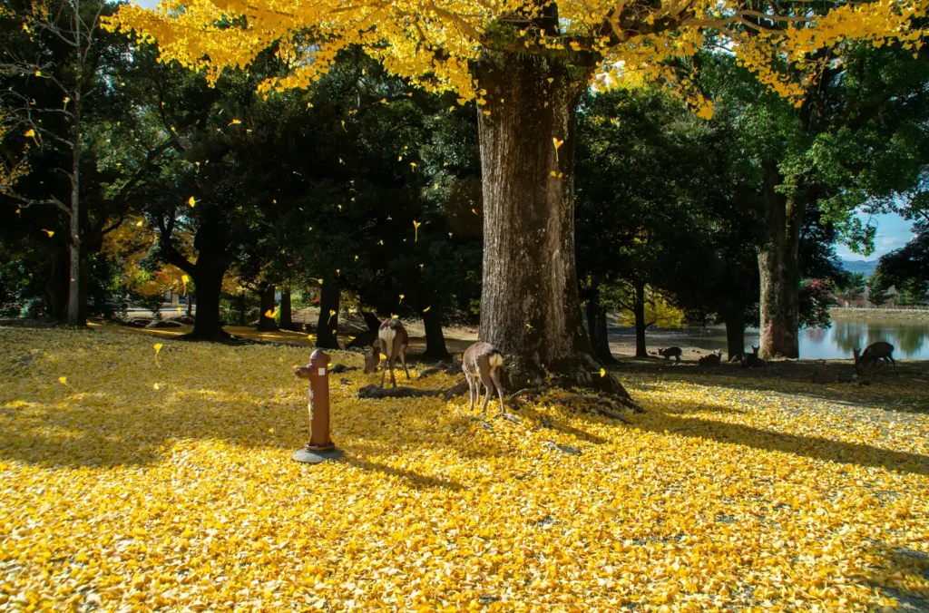 秋の奈良公園