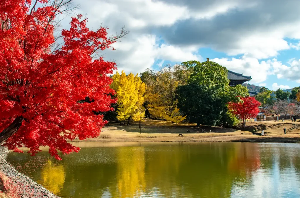 秋の奈良公園