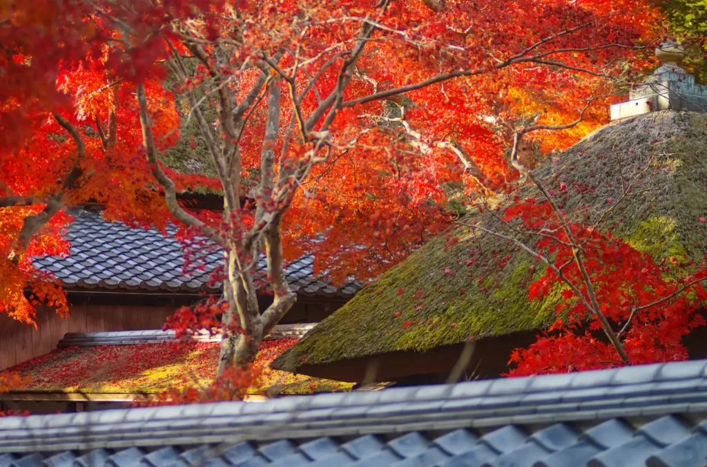 天野山金剛寺