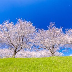 大榑川堤の桜並木