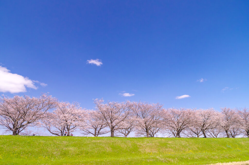 大榑川堤の桜並木