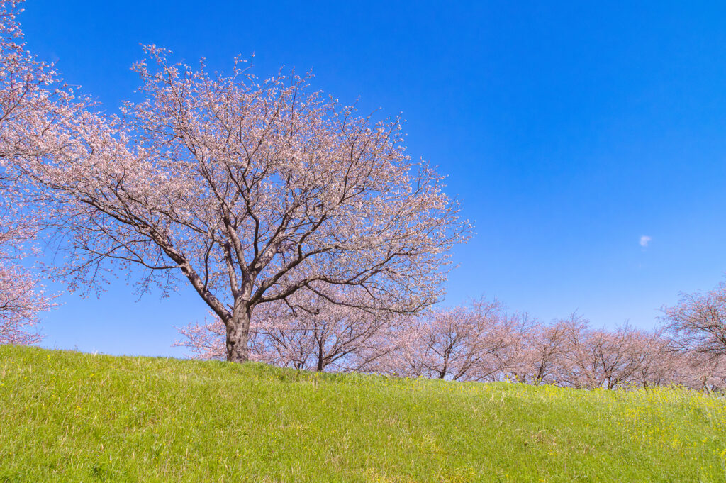 大榑川堤の桜並木