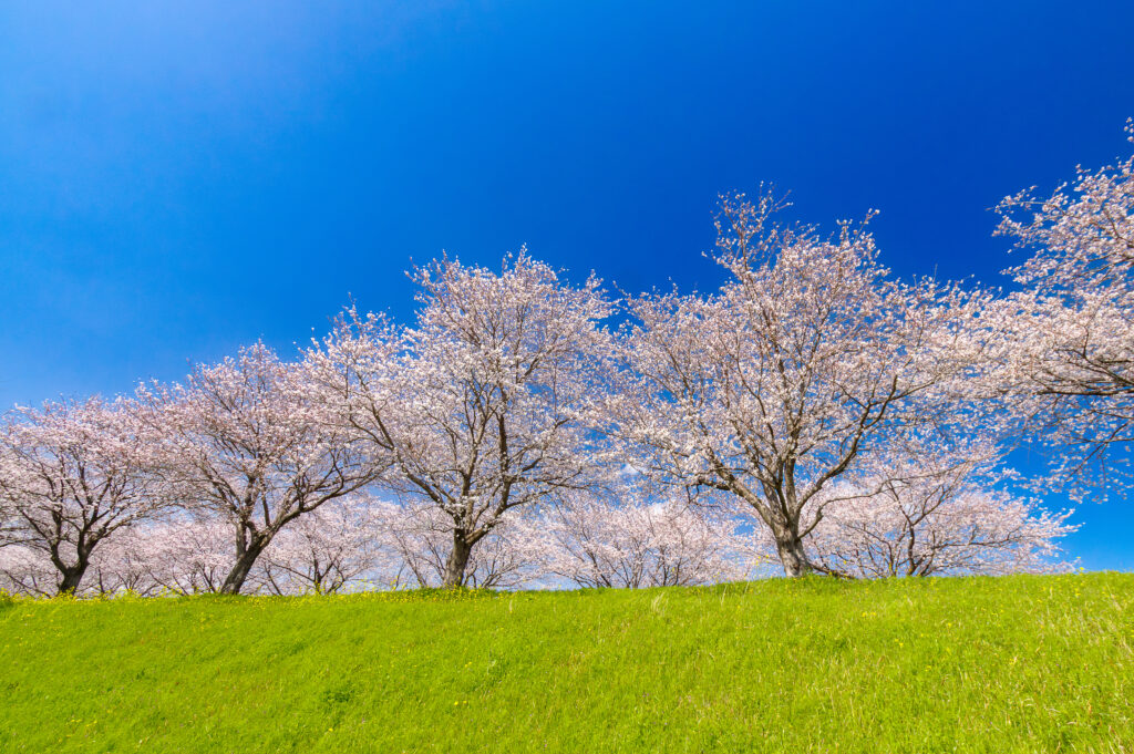 大榑川堤の桜並木
