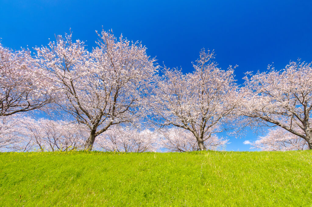 大榑川堤の桜並木