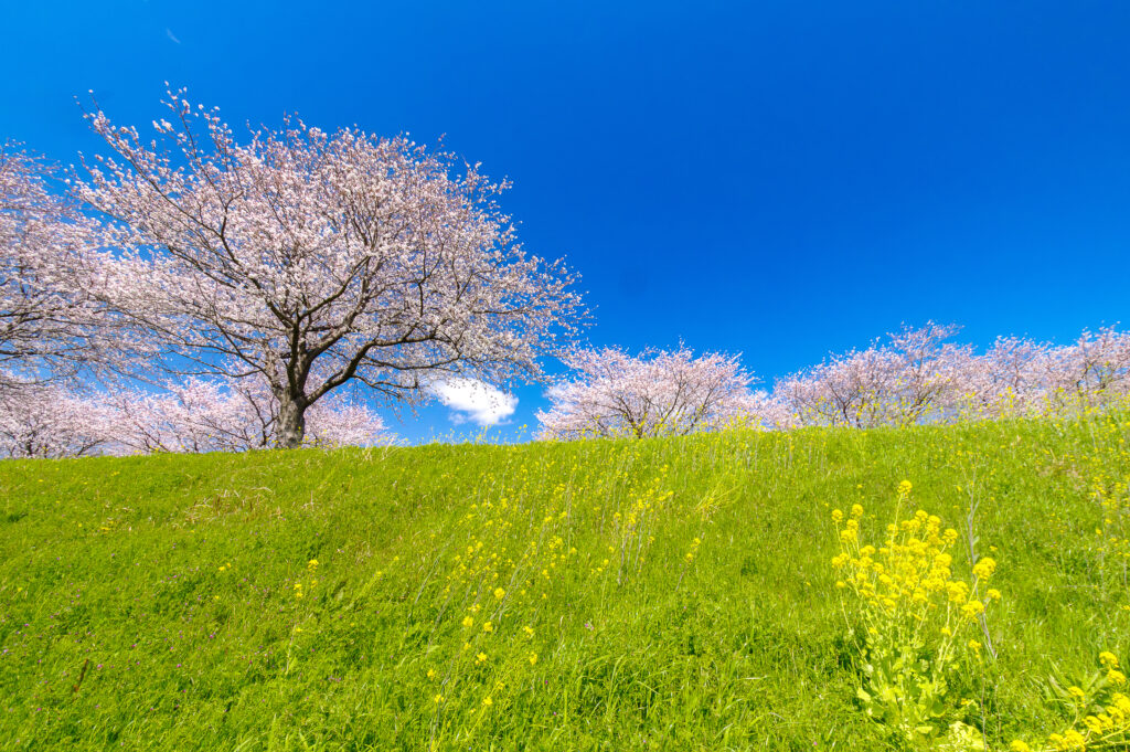 大榑川堤の桜並木
