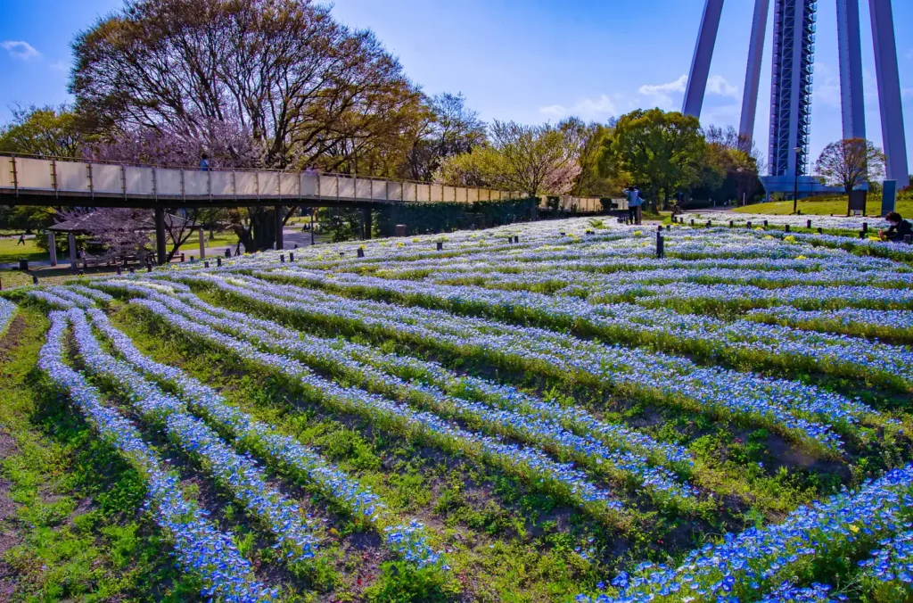 国営木曽三川公園 138タワーパーク、ネモフィラ