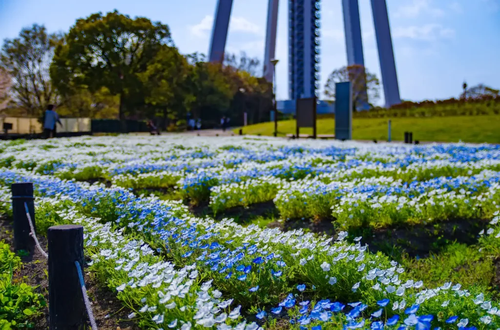 国営木曽三川公園 138タワーパーク、ネモフィラ