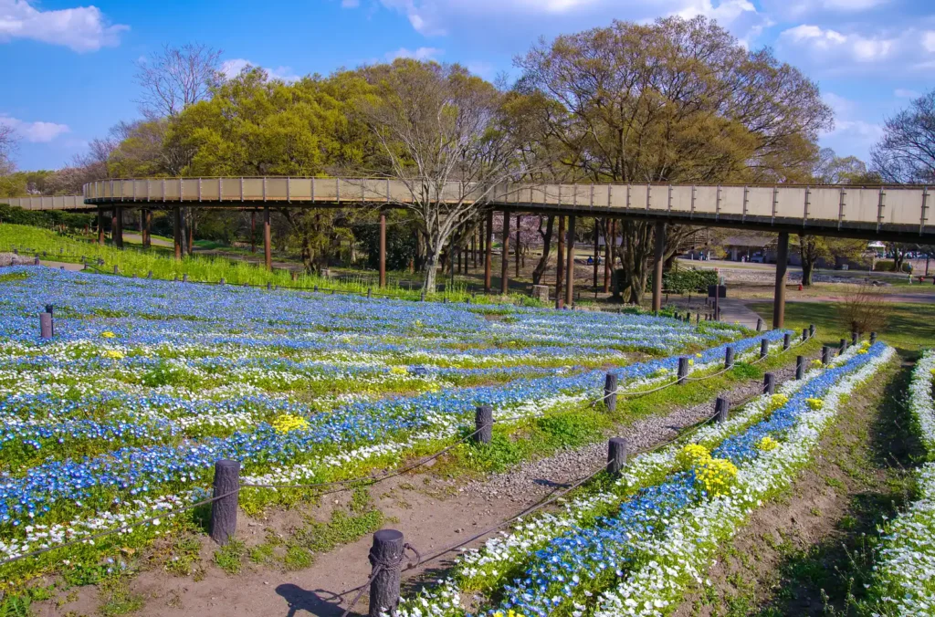 国営木曽三川公園 138タワーパーク、ネモフィラ