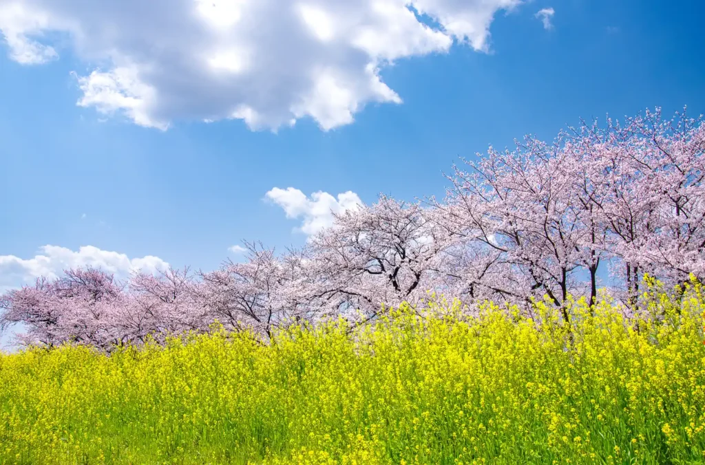 国営木曽三川公園 桜堤サブセンター　木曽長良背割堤の桜