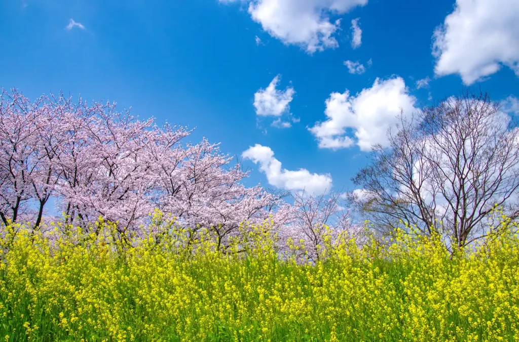 国営木曽三川公園 桜堤サブセンター　木曽長良背割堤の桜