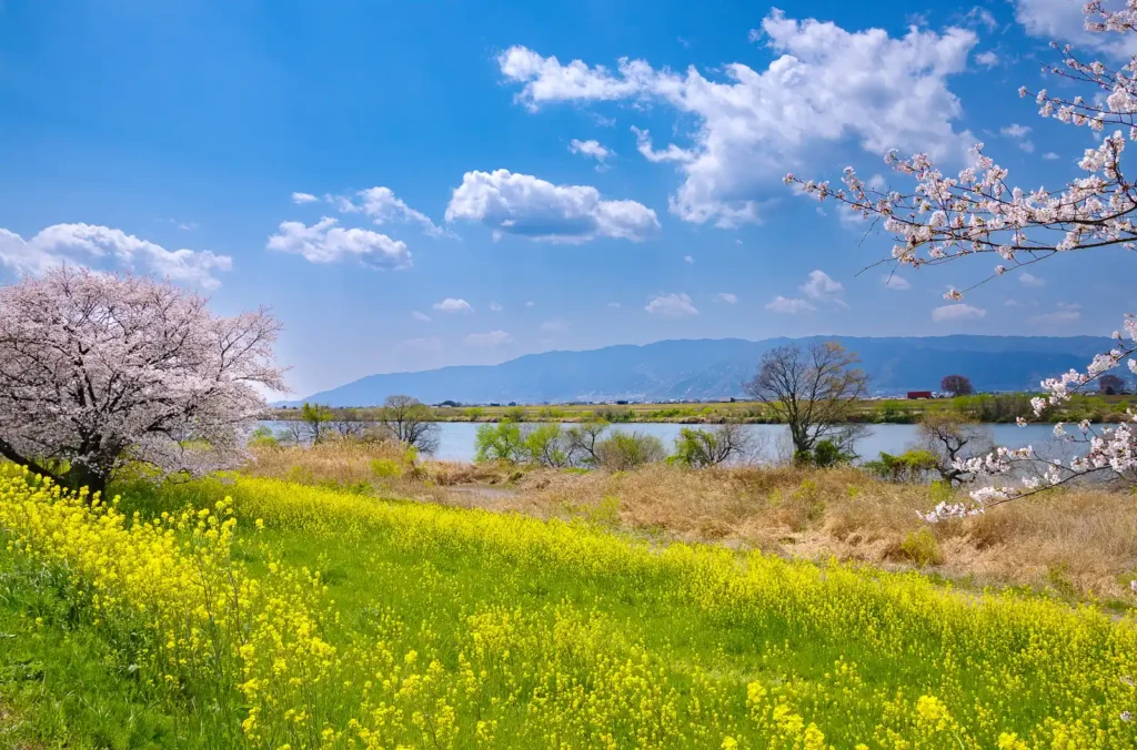 国営木曽三川公園 桜堤サブセンター　木曽長良背割堤の桜