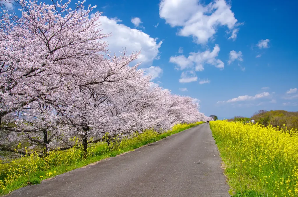 国営木曽三川公園 桜堤サブセンター　木曽長良背割堤の桜
