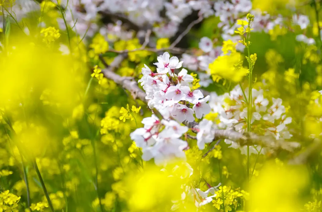 国営木曽三川公園 桜堤サブセンター　木曽長良背割堤の桜