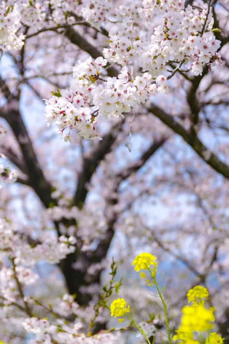 国営木曽三川公園 桜堤サブセンター　木曽長良背割堤の桜
