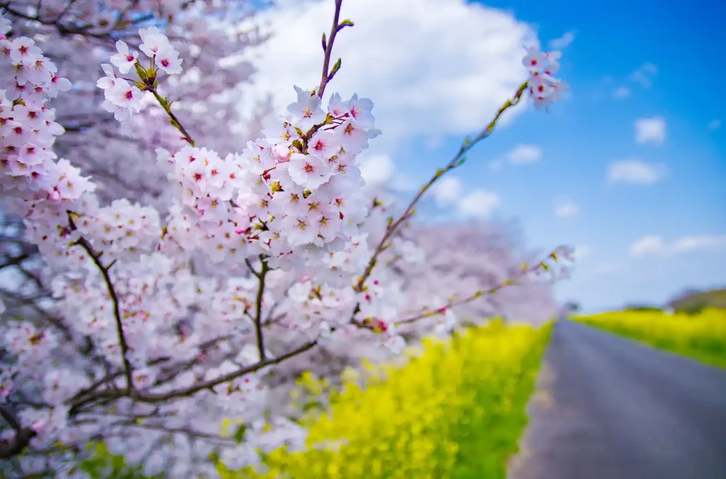 国営木曽三川公園 桜堤サブセンター　木曽長良背割堤の桜