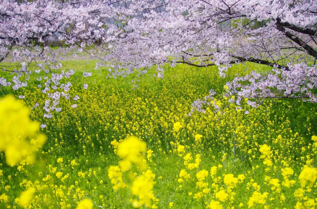 国営木曽三川公園 桜堤サブセンター　木曽長良背割堤の桜