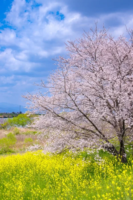 国営木曽三川公園 桜堤サブセンター　木曽長良背割堤の桜