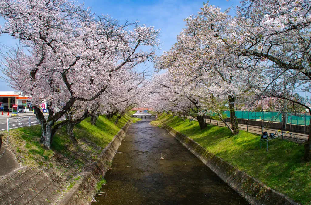 大口町 五条川桜並木